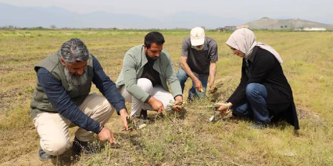 Dönümden 10 ton ürün alınıyor: Yoğun talepli ürün 3 ay boyunca hasat ediliyor 2